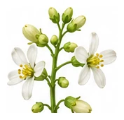Brussels Sprouts flower detail
