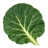 Brussels Sprouts leaf detail