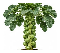 Brussels Sprouts whole plant