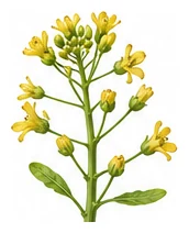 Cabbage, Wombok flower detail
