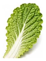 Cabbage, Wombok leaf detail