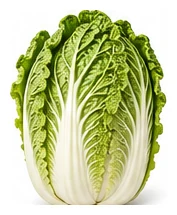 Cabbage, Wombok whole plant