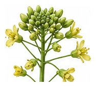 Cabbage flower detail