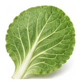 Cabbage leaf detail