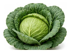 Cabbage whole plant