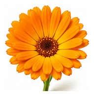 Calendula flower detail
