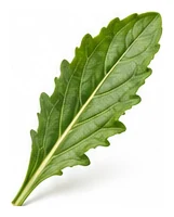 Calendula leaf detail