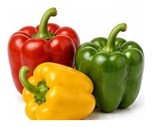 Capsicum harvest / detail