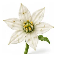 Capsicum flower detail