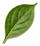Capsicum leaf detail
