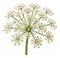 Carrot flower detail