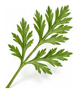 Carrot leaf detail