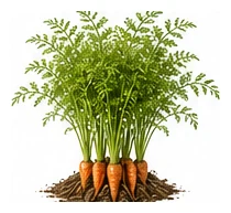 Carrot whole plant