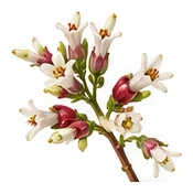 Cassava flower detail