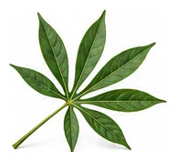 Cassava leaf detail
