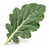 Cauliflower leaf detail
