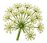 Celeriac flower detail