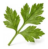Celeriac leaf detail