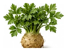 Celeriac whole plant