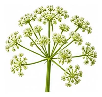 Celery flower detail