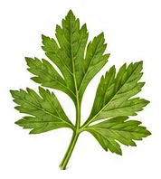 Celery leaf detail