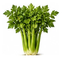 Celery whole plant