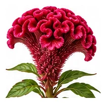 Celosia flower detail