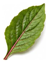 Celosia leaf detail