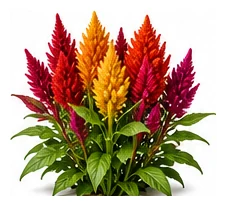 Celosia whole plant