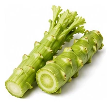 Celtuce harvest / detail