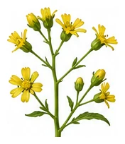 Celtuce flower detail