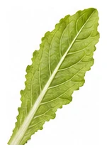Celtuce leaf detail
