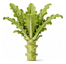 Celtuce whole plant