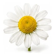 Chamomile, Annual flower detail