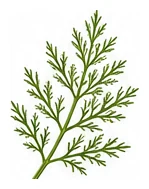 Chamomile, Annual leaf detail