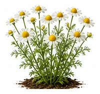 Chamomile, Annual whole plant