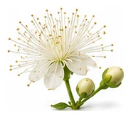 Cherry Guava flower detail