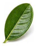Cherry Guava leaf detail