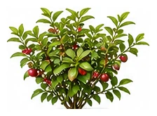 Cherry Guava whole plant