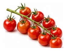 Cherry Tomato harvest / detail