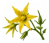Cherry Tomato flower detail