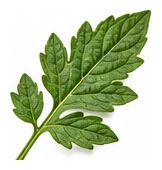 Cherry Tomato leaf detail