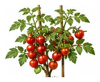 Cherry Tomato whole plant