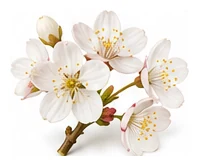 Cherry flower detail