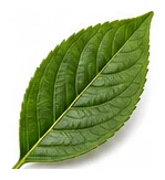 Cherry leaf detail