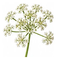 Chervil flower detail