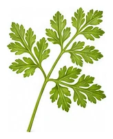 Chervil leaf detail
