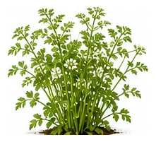 Chervil whole plant