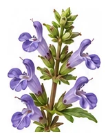 Chia flower detail