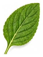 Chia leaf detail